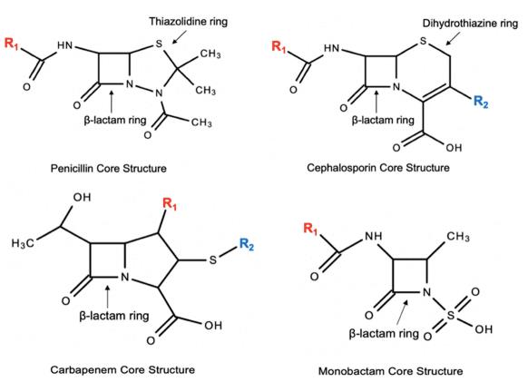 Beta-lactam core structures (penicillin, cephalosporin, carbapenem, monobactam) showing R-group side-chain positions